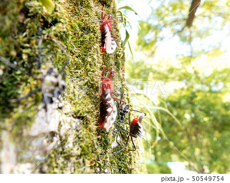 ヨコヅナサシガメ脱皮直後！ 50549754