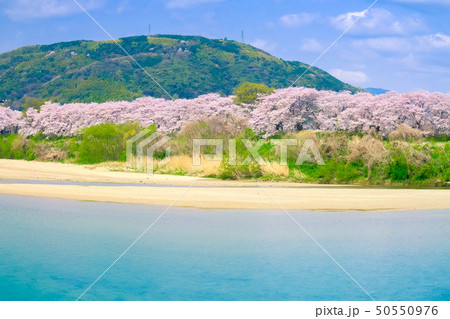春霞の桜並木と天王山 50550976