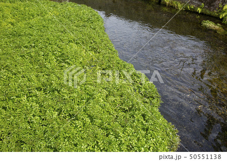 清流のクレソン 50551138