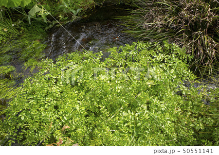 清流のクレソン 50551141