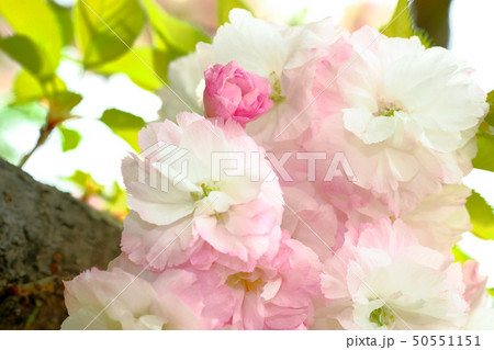 満開の八重桜 50551151