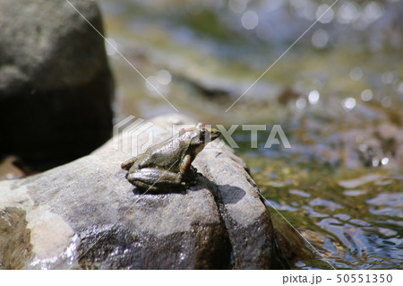 カジカガエル カジカガエル 50551350