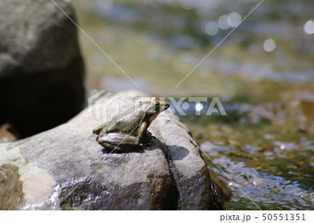 カジカガエル カジカガエル 50551351