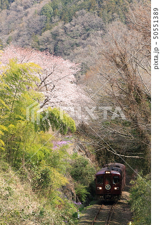 わたらせ渓谷鐵道「山間部に咲く桜と木々を背景に」 50551389