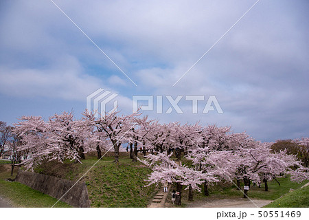 北海道　函館　五稜郭公園　堤の桜 50551469