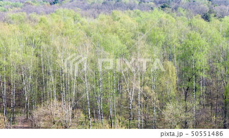 birch grove in forest with first green foliage birch grove in forest with first green foliage 50551486