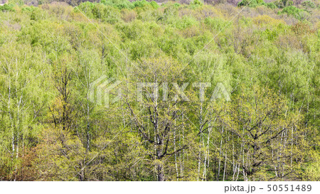 panoramic view of green oaks in forest in spring 50551489