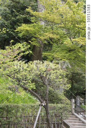 円覚寺塔頭　寿徳庵（鎌倉市山ノ内） 50551583