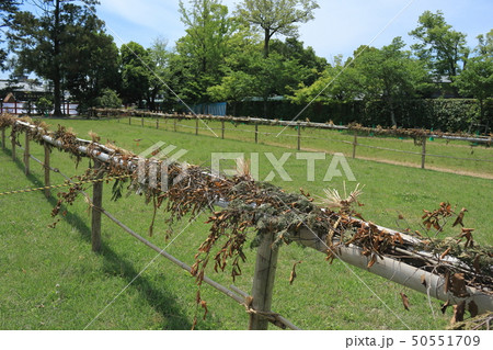 京都、上賀茂神社で行われる賀茂競馬のコースと埒と呼ばれる柵のある風景 京都、上賀茂神社で行われる賀茂競馬のコースと埒と呼ばれる柵のある風景 50551709