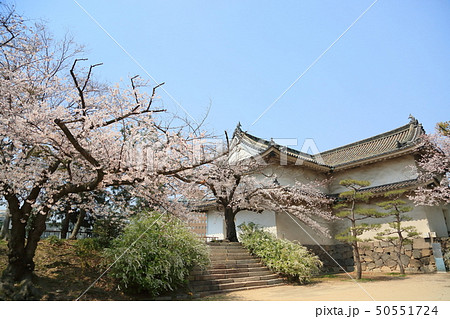 大阪城 桜満開 大阪城 桜満開 50551724