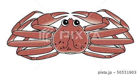 オスの蟹 crab キャラクター イラスト 50551903