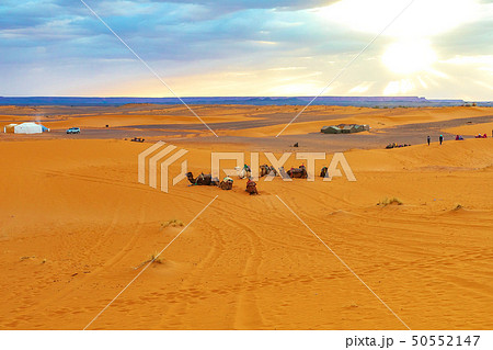 Camels are on the sand dunes at dawn in the Sahara 50552147