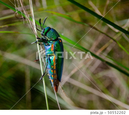 Jewel beetle in field macro shot Jewel beetle in field macro shot 50552202