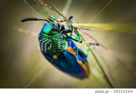 Jewel beetle in field macro shot Jewel beetle in field macro shot 50552204