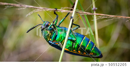 Jewel beetle in field macro shot Jewel beetle in field macro shot 50552205