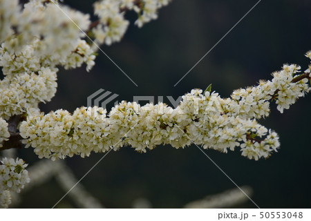 さくらんぼの実のなる桜花 50553048