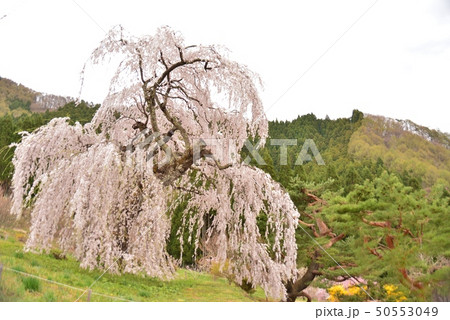 弁天さんのしだれ桜 弁天さんのしだれ桜 50553049