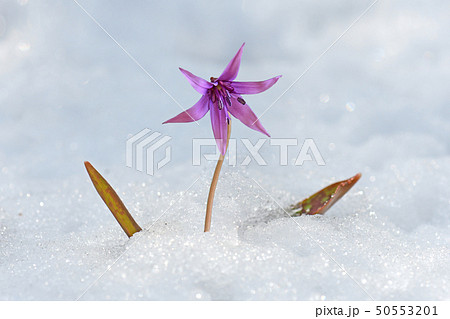 花 春 目 50553201