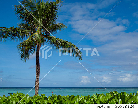 南の島(グアム)の青空と海の水平線と椰子の木 南の島(グアム)の青空と海の水平線と椰子の木 50553224