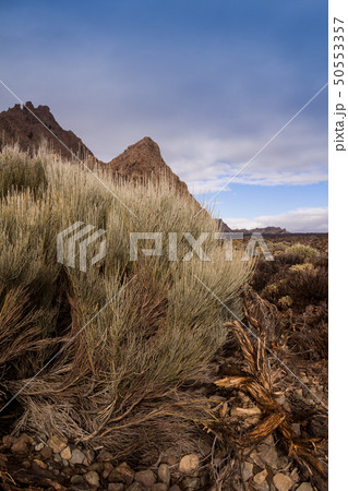 Plants in the spring, Tenerife, Spain 50553357