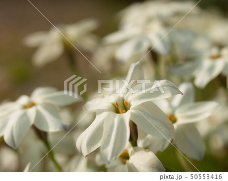 白いハナニラの群生のクローズアップ 白いハナニラの群生のクローズアップ 50553416