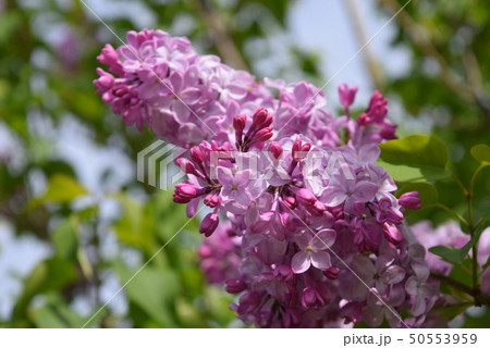 花 50553959