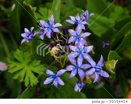青いオオツルボ〔大蔓穂〕の花と蕾 50554454