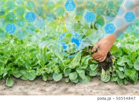 the farmer is holding cabbage seedlings the farmer is holding cabbage seedlings 50554847