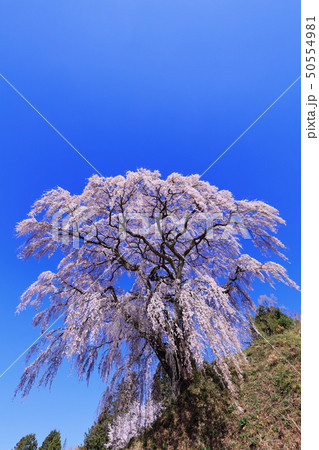 芹ケ沢桜 50554981