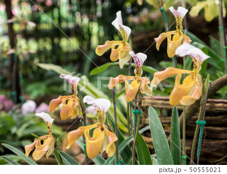 Yellow lady slipper orchid (Paphiopedilum 50555021