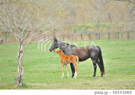 サラブレッドの親子 サラブレッドの親子 50555069