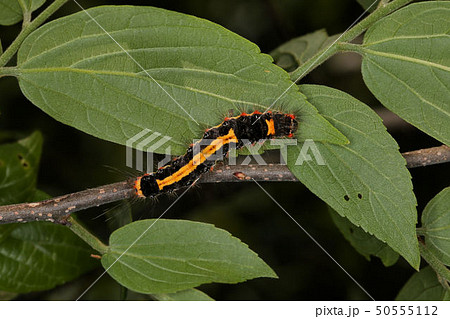 キドクガの幼虫 ５月の毛虫の写真素材