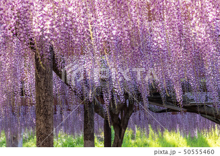 風に揺れる藤 天王川公園 50555460