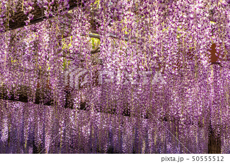 藤のカーテン 50555512