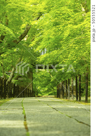 新緑の光明寺 50555521