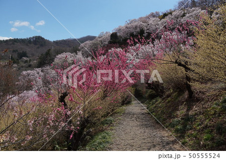 花見山 50555524