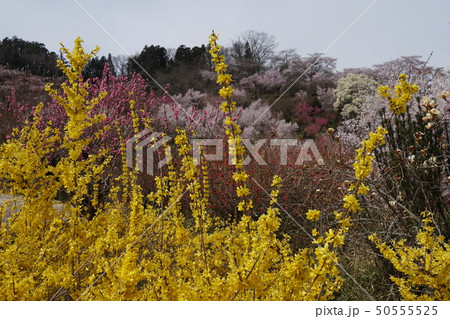 花見山 花見山 50555525