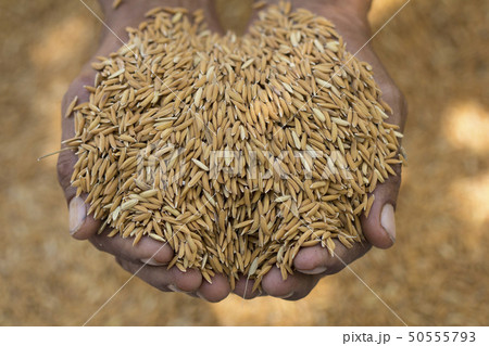 Paddy rice in the hands of the farmer. Paddy rice in the hands of the farmer. 50555793