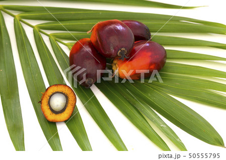Palm Oil fruits with cooking oil and palm leaf 50555795