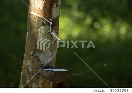 Latex extracted from rubber tree  50555798