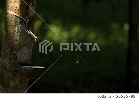 Latex extracted from rubber tree  50555799
