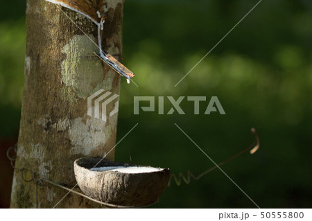 Latex extracted from rubber tree  50555800
