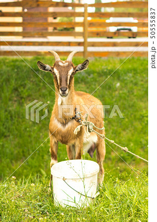 Goat with horns on a leash in the field Goat with horns on a leash in the field 50555837