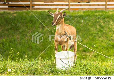 Brown goat with horns on pasture in summer Brown goat with horns on pasture in summer 50555839