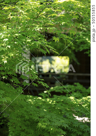 新緑の勝林寺 50555855