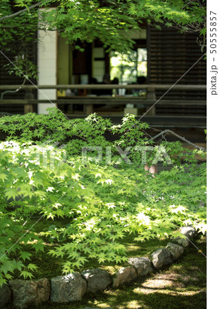 新緑の勝林寺 50555857