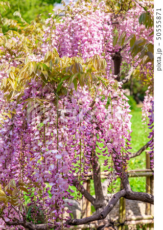 鮮やかな彩りの藤 50555871