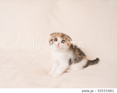 折れ耳の仔猫 折れ耳の仔猫 50555961