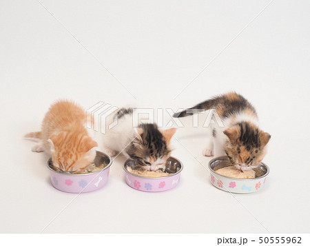 餌を食べる三匹の仔猫 餌を食べる三匹の仔猫 50555962