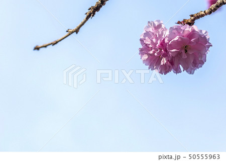 八重桜咲く 50555963